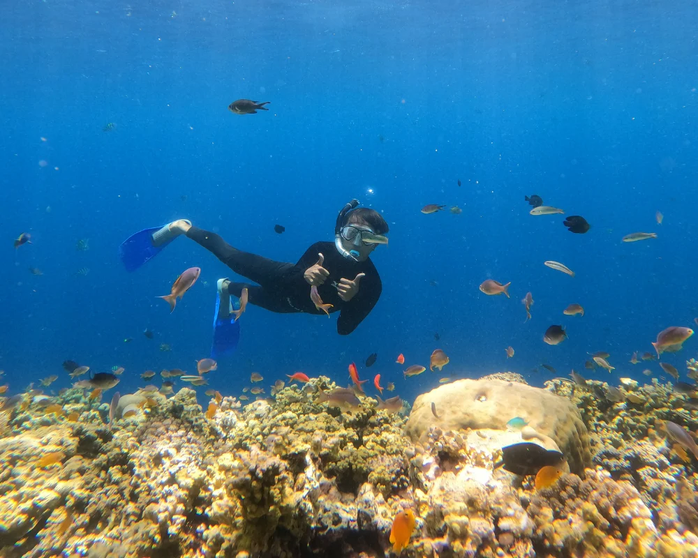Coral garden menjangan island