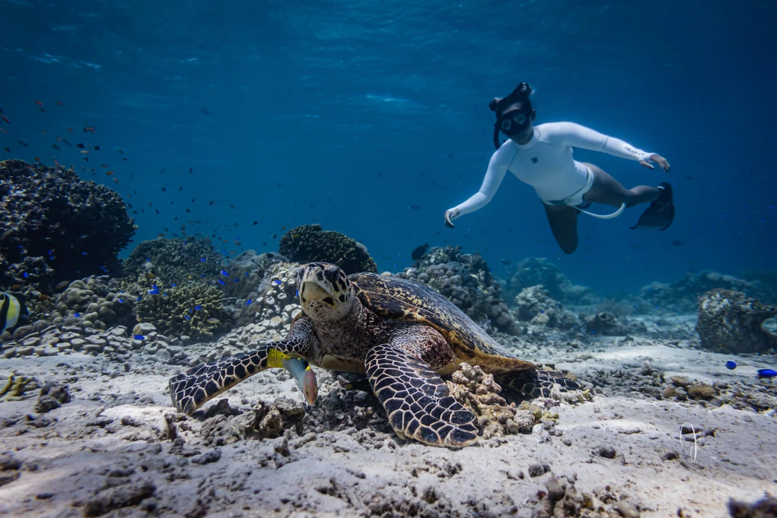 bawah laut pulau menjangan