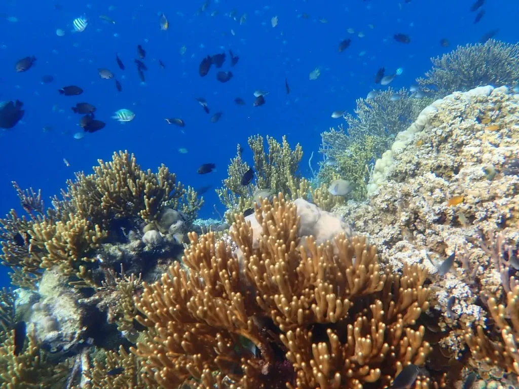5 Spot Snorkeling Terbaik di Pulau Menjangan