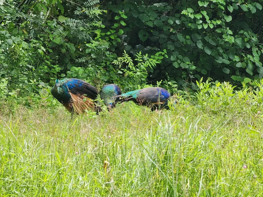 Savana sadengan alas purwo