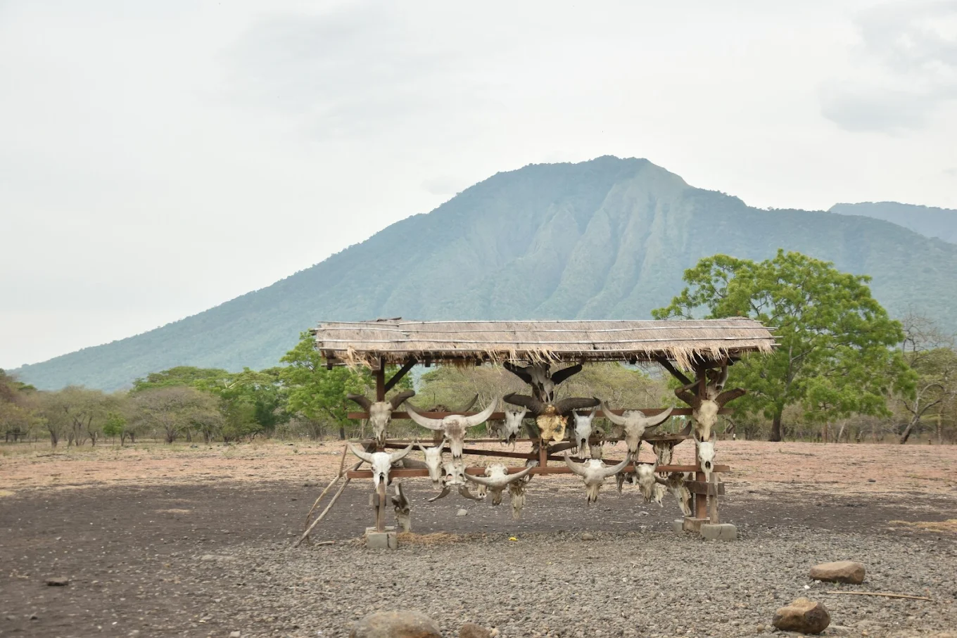 taman nasional baluran, Afrika van Java
